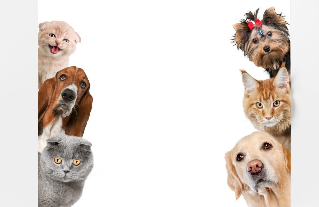 Various cats and dogs as frame isolated on white | SIGARCH